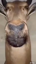 roblox michael zombie pack a punch jingle not a full jingle giv - Sound