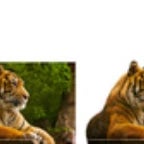 SALIL AL SAWARIM slightly louder than usual (copy)