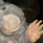 Ya Perdole Kurwa Bober Kurwa