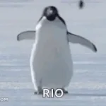 penguin