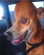 Charlie the commentator (Hot Dawg)