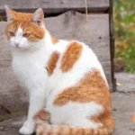 la preuve que les humain nexiste pas