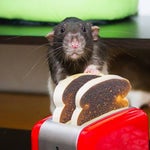 crazy, i was crazy once they locked me in a room, a rubber room