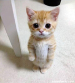 waaaaa cat