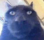 Nvidia Bread The Future of Bread