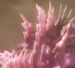 Godzilla X Kong: The New Empire | Atomic Breath Sound Effect #2