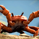 Crab Rave
