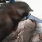 vai acordar pra vida