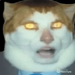 monday left me broken cat meme