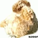 Chicken Stars EARRAPE