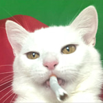 chat talk cs2