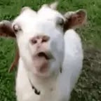 Pule Cabritinho >:3