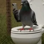 Pigeon Screaming 1