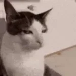 sus audio
