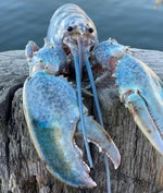 blue lobster