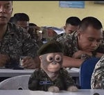 QUE ROLLO PLEBES Música del Pirata Lyrics