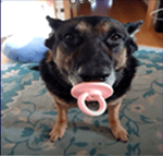 vc esta no canal Simpson gamer