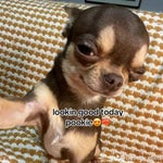 rick astley never gonna give you up