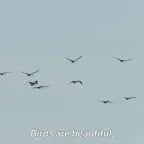 why do birds high