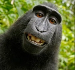 Fety - Que nem macaco