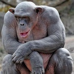 Wild Wasteland Trait Sound - Sound