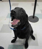 Goodnight dad I love you song