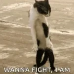 why you wanna fight?