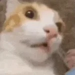 yaso ay mi gatito
