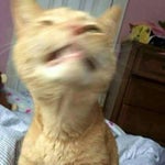 Momo enseña a chamuyar (termina en perimetral)