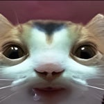 Carnivora risa jajajaj lololol