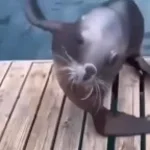 Hit the Sea Lion