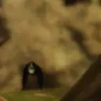 NPC2 Gorilla Tag Ghost