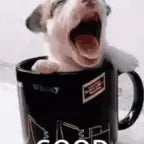 perfect pair - beabadoobee