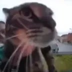 cat doorbell meow (copy)