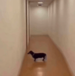 audio de vendedor callejero con megafono en camion - Sound