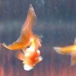 Who are you? (Instrumental)