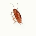 20 min roach
