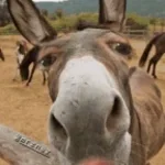 Esse é o tal do mula