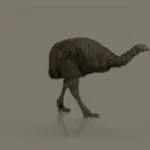 MOA