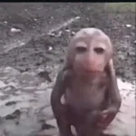 dj left buttcheek scream