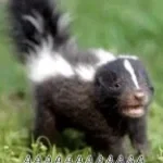 Skunk