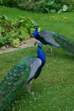 Honkai Impact 3 (崩坏3rd) Bunny Jump Song (Bronya Birthday Song)