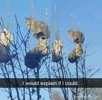 Cinematic Eagle Cry Sound Effect