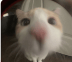 The Whistle of Death Puss in Boots 2