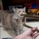 Trumpet Cat