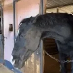 Oi oi oe oi a eye eye oi