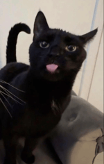 Aya Nakamura Comportement