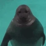 everybody do the sealion