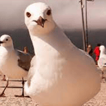 Povero Gabbiano - Sound