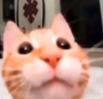 My Honest Reaction Song